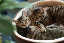 cats animals Art HD Wallpaper